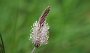IMG_4414-Blume