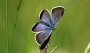 IMG_4422-Schmetterling