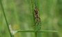 IMG_4439-Zartspinne