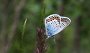IMG_4443-Schmetterling