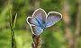 IMG_4457-Schmetterling