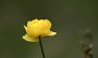 IMG_4652-Blume