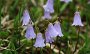IMG_4707-Glockenblumen