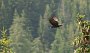 IMG_4943-RabeFliegenStart
