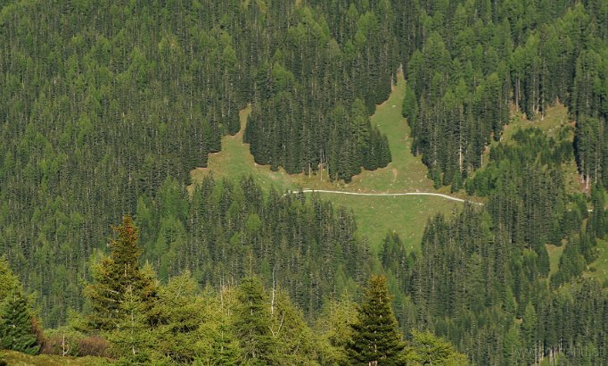 IMG_4251-Wald.jpg