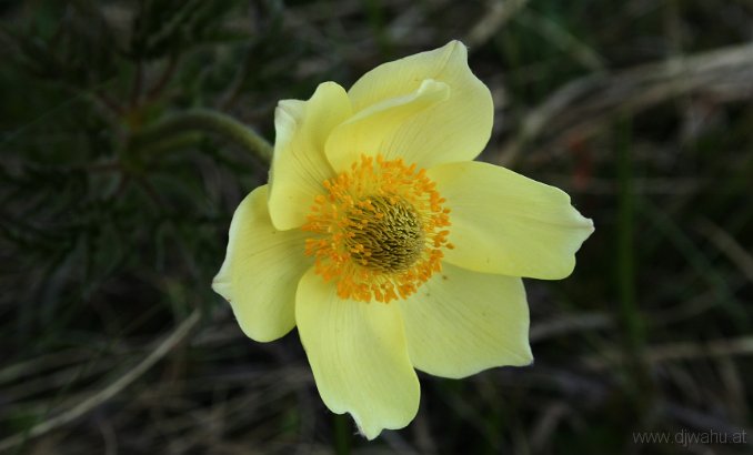 IMG_4318-BlumeGelb.jpg
