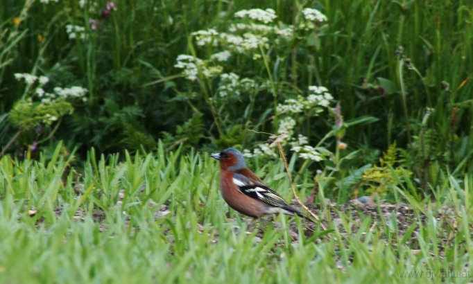 IMG_4327-Buchfink-Vogel.jpg