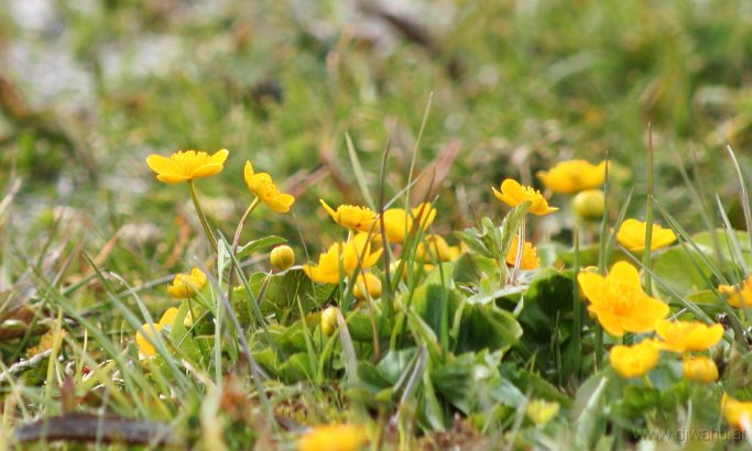 IMG_7947-Blumen2008.jpg