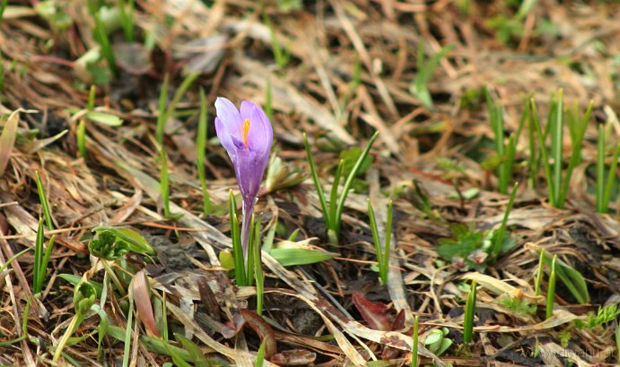 IMG_7951-Krokus.jpg