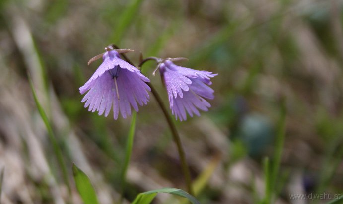 IMG_8318-Glockenblume.jpg