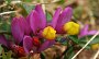 IMG_4160-Blumen