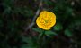 IMG_4208-GelbeBlume