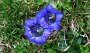 IMG_4216-EnzianBlume