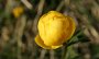 IMG_4283-BlumeGelb