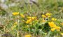IMG_7947-Blumen2008