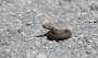 IMG_8251-jungeKreuzotter