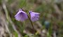 IMG_8318-Glockenblume