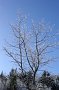 DSC01080-NoesslachrundeBaumReif