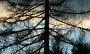 IMG_3159-Baum
