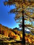 DSC04232-HogerBaum