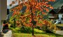 IMG_2570-Herbst