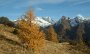 IMG_2941-BaumHerbstOlpererHoger