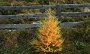 IMG_3018-BaumHerbst